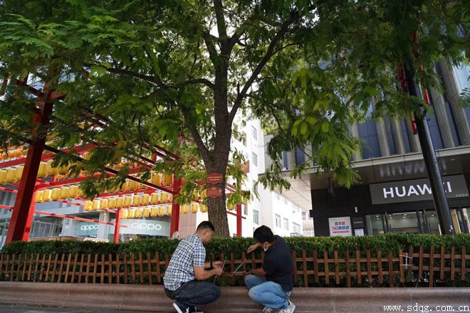 呵護芙蓉樹，攜手共成長